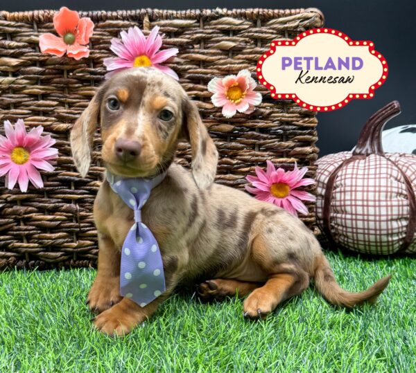 [#25681-01] Red M Dachshund Puppies For Sale
