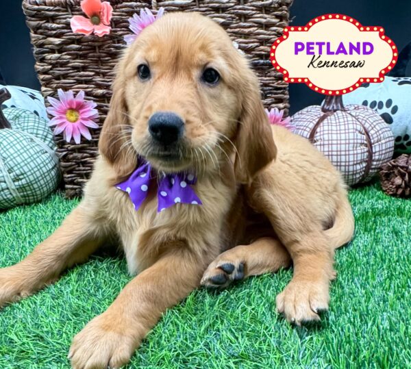 [#25276-09] Red F Golden Retriever Puppies For Sale