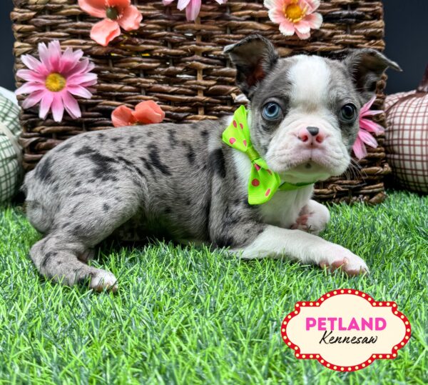 [#252228-05] Blue Merle / White F Boston Terrier Puppies For Sale