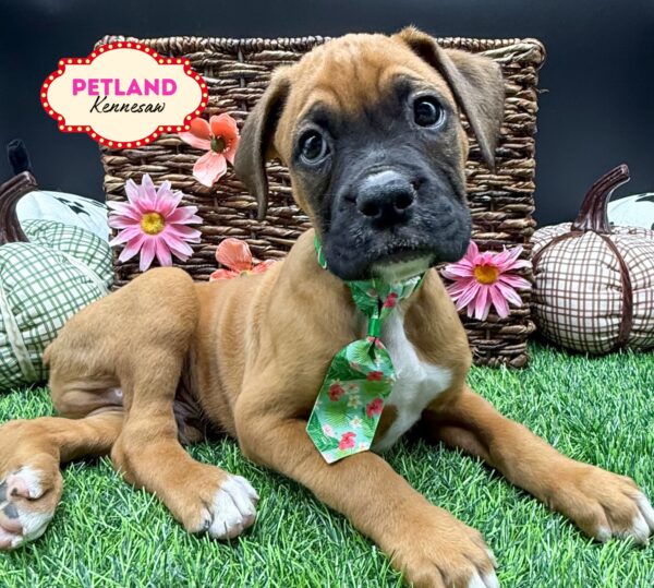 [#25271-03] Fawn M Boxer Puppies For Sale