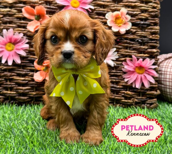 [#251774-05] Ruby F Cavalier King Charles Spaniel Puppies For Sale