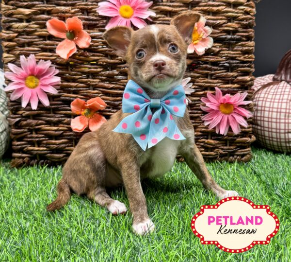 [#251773-02] Chocolate Brindle F Chihuahua Puppies For Sale