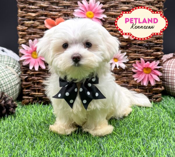 [#252129-01] White M Maltese Puppies For Sale
