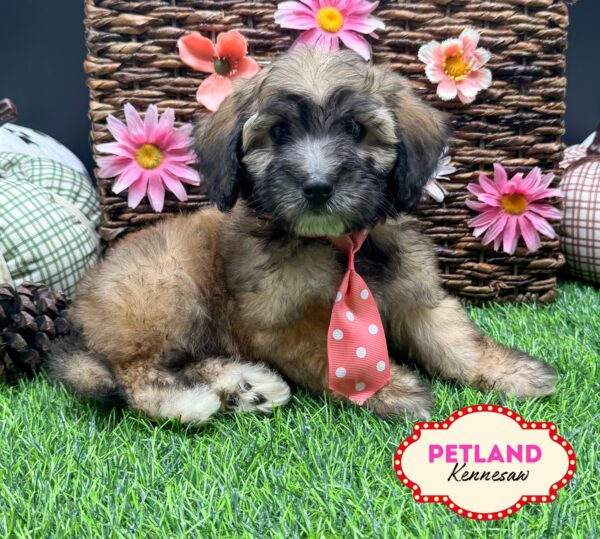 [#252421-02] Chocolate M Maltipoo Puppies For Sale