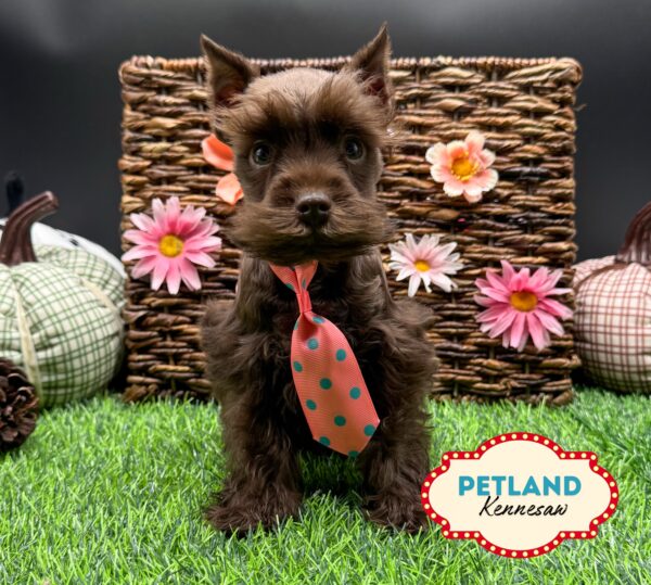 [#251770-04] Chocolate M Miniature Schnauzer Puppies For Sale