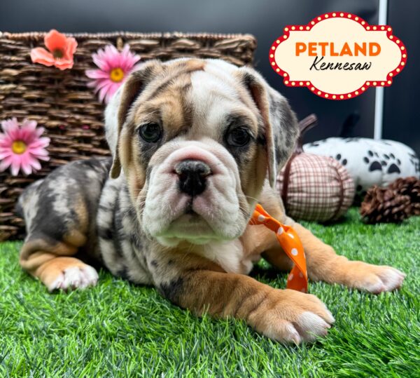 [#252181-03] Blue Merle M Beabull Puppies For Sale