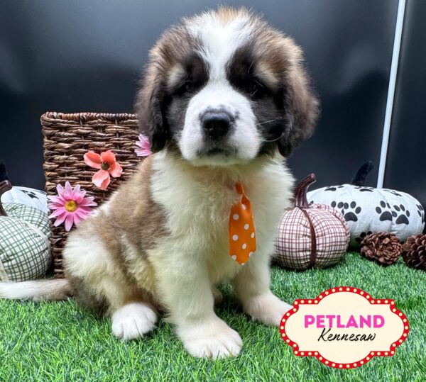 [#252238-05] Brown / White M Saint Bernard Puppies For Sale