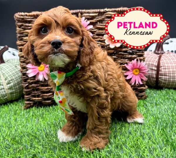 [#251642-01] Red M Cavapoo Puppies For Sale