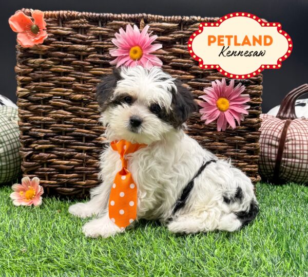 [#25785-03] Black / White M Pomeranian/Yorkie Puppies For Sale