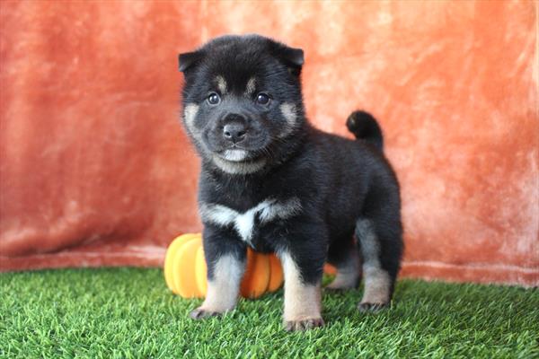 [#252052-01] Black / Tan M Shiba Inu Puppies For Sale