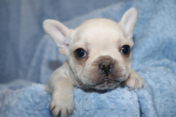 [#252016-02] Cream M French Bulldog Puppies For Sale