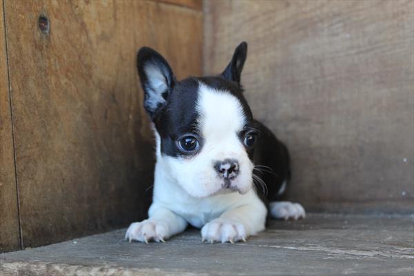 [#252374-06] Black / White F Boston Terrier Puppies For Sale