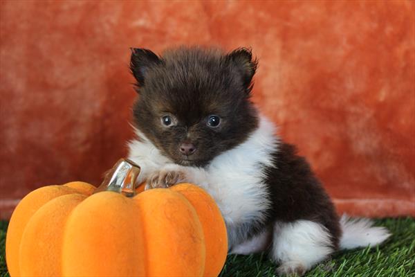 [#252093-02] Chocolate / White M Pomeranian Puppies For Sale