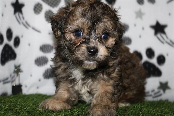 [#251966-06] Tri-Colored F Yochon Puppies For Sale