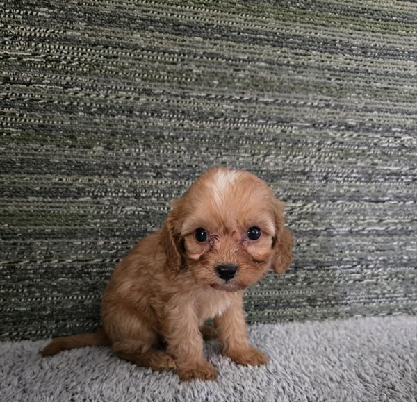 [#252462-02] Red F Cavapoo Puppies For Sale