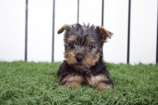 [#252608-05] Black / Tan F Yorkshire Terrier Puppies For Sale