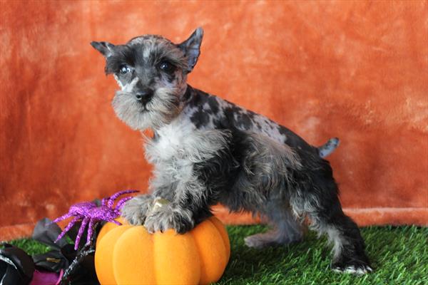 [#252053-02] Blue Merle M Miniature Schnauzer Puppies For Sale