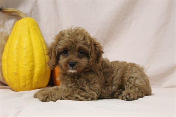 [#252190-02] Red M Cavapoo Puppies For Sale