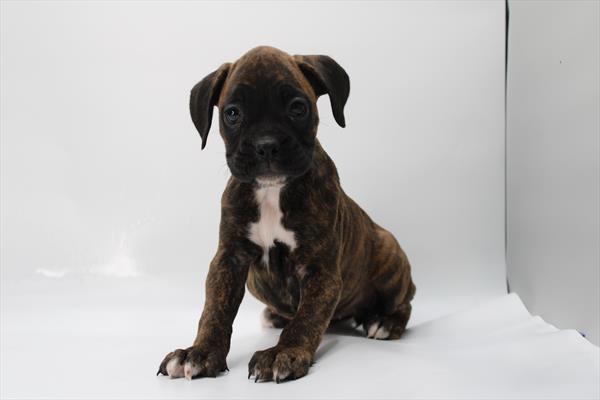 [#252439-04] Brindle / White F Boxer Puppies For Sale