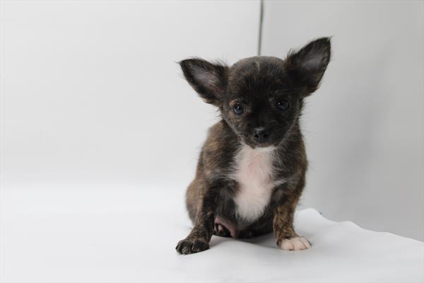 [#252768-01] Brindle M Chihuahua Puppies For Sale