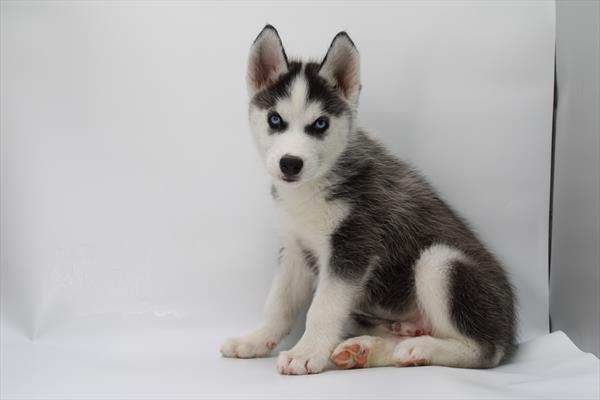 [#252685-01] Black / White M Siberian Husky Puppies For Sale