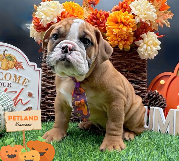 [#252538-02] Red / White M English Bulldog  Puppies For Sale