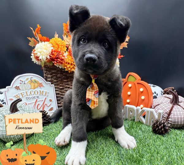 [#252427-03] Black / White M Akita Puppies For Sale