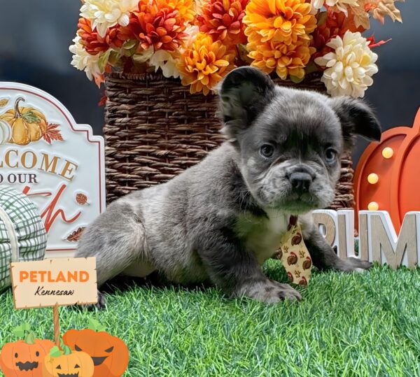 [#251914-01] Blue Merle M French Bulldog Puppies For Sale
