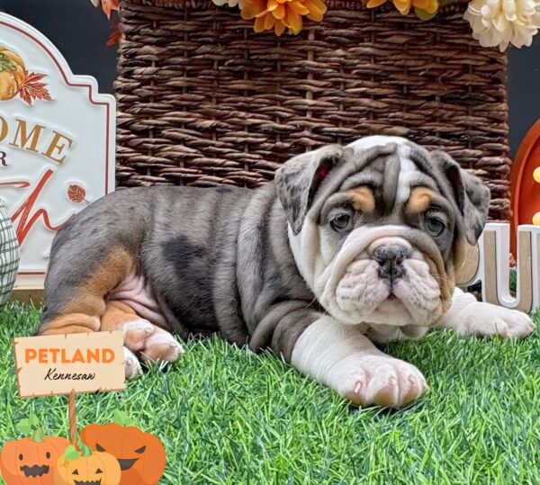 [#251950-04] Blue Merle F English Bulldog  Puppies For Sale