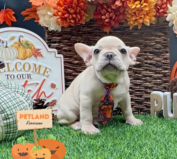 [#252016-02] Cream M French Bulldog Puppies For Sale