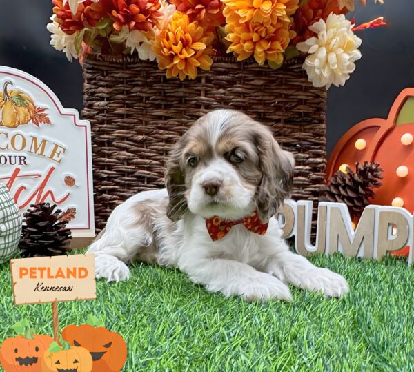 [#251988-02] Chocolate Merle F Cocker Spaniel Puppies For Sale