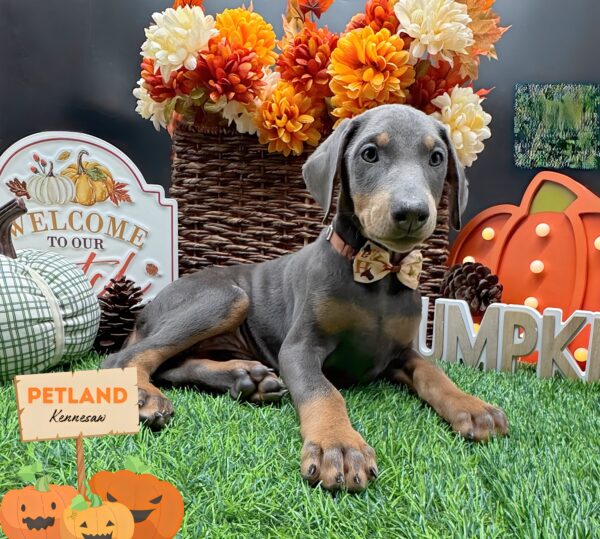 [#25324-01] Blue / Rust F Doberman Pinscher Puppies For Sale