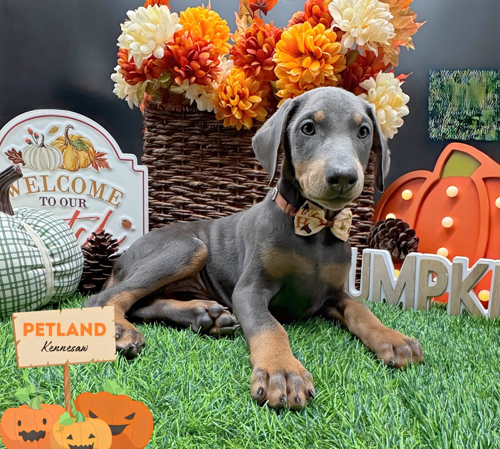 Doberman Pinscher Puppy Blue Rust ID: 32287 Located at Petland