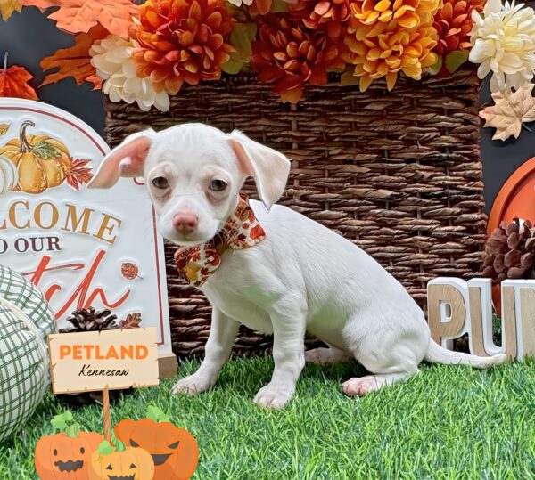 [#251943-05] White F Chiweenie Puppies For Sale