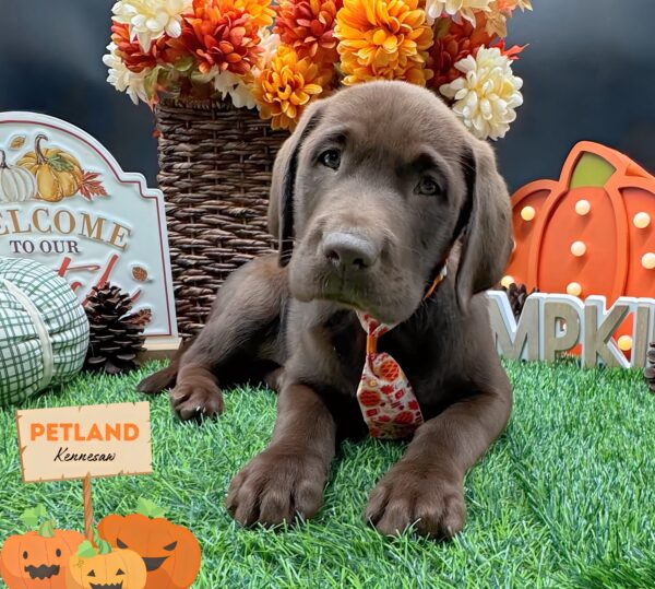 [#25333-04] Chocolate M Labrador Retriever Puppies For Sale