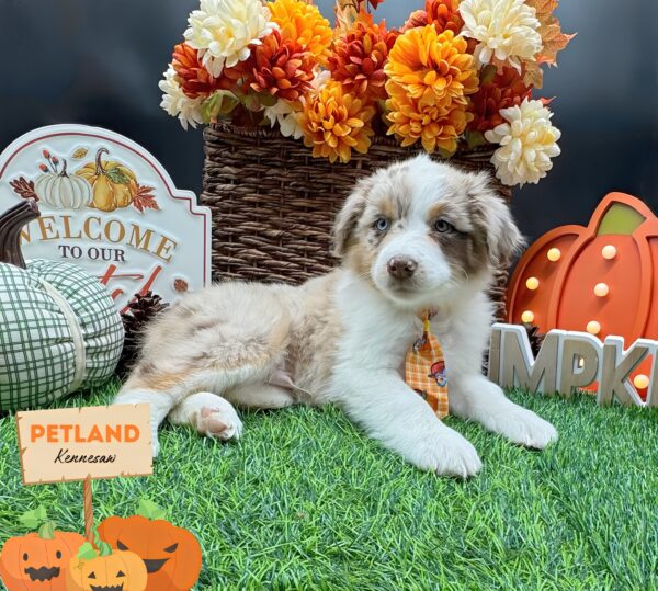 [#25336-01] Red Merle M Miniature Australian Shepherd Puppies For Sale