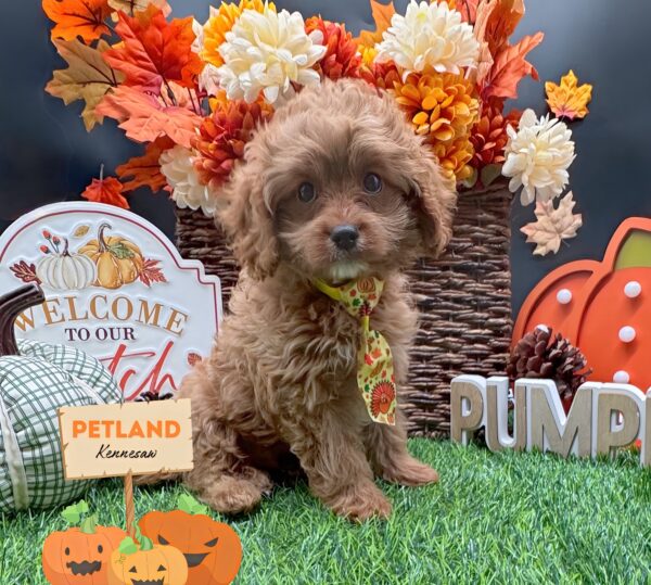 [#252190-02] Red M Cavapoo Puppies For Sale