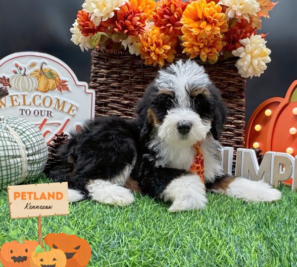 [#25321-02] Tri-Colored M Bernedoodle 2nd Gen Puppies For Sale