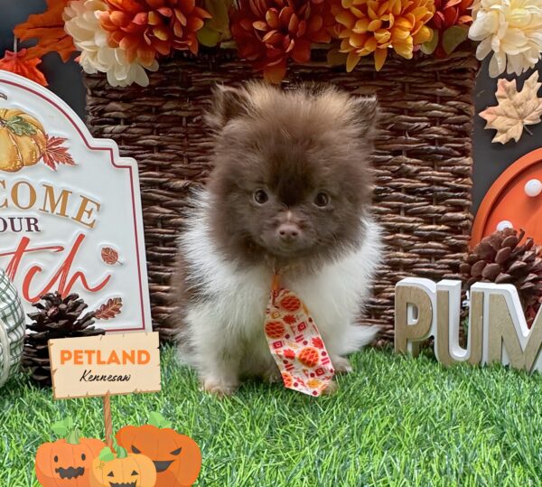 [#252093-02] Chocolate / White M Pomeranian Puppies For Sale