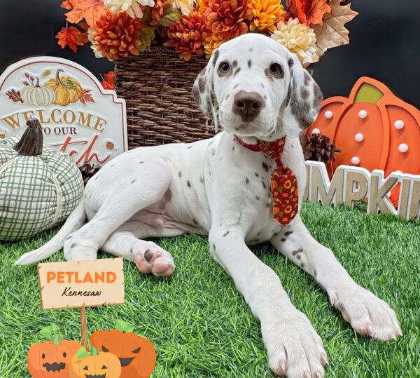 [#252488-01] Liver / White M Dalmatian Puppies For Sale