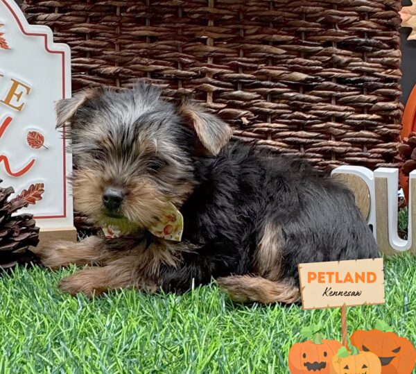 [#252608-05] Black / Tan F Yorkshire Terrier Puppies For Sale