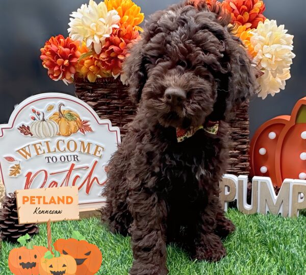 [#252281-05] Brown F Lagotto Romagnolo Puppies For Sale