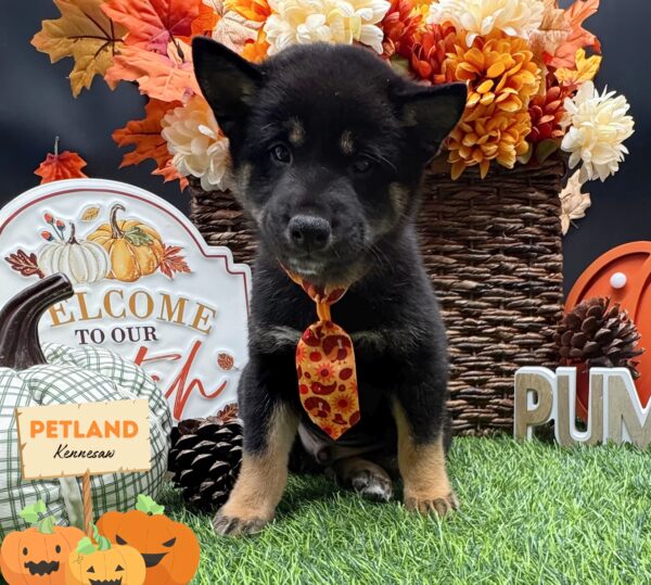 [#252052-01] Black / Tan M Shiba Inu Puppies For Sale