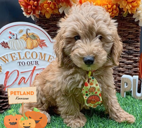 [#252269-03] Red M Goldendoodle Mini Puppies For Sale
