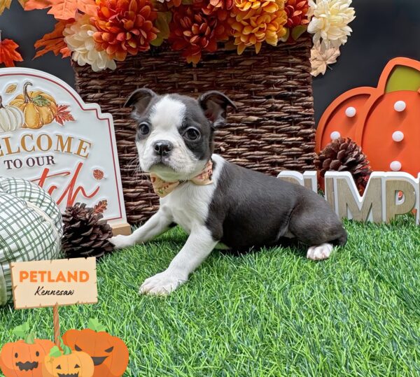 [#252374-06] Black / White F Boston Terrier Puppies For Sale