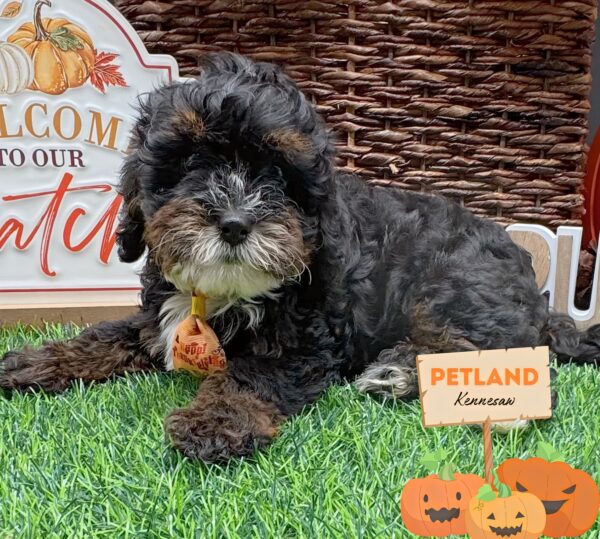 [#252423-03] Black White / Tan M Bernedoodle Puppies For Sale