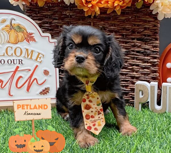 [#251833-01] Black / Tan M Cavalier King Charles Spaniel Puppies For Sale