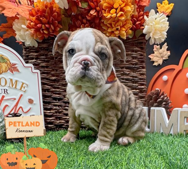 [#251949-03] Black Merle F English Bulldog  Puppies For Sale