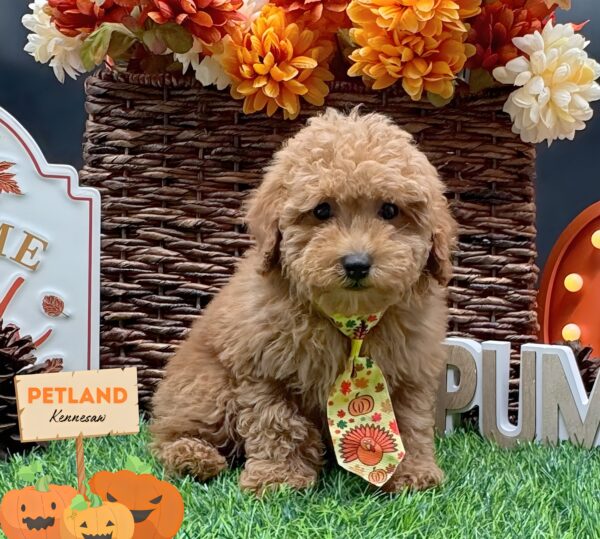 [#252398-02] Apricot M Poodle Mini Puppies For Sale