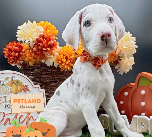 [#252498-08] Harlequin F Great Dane Puppies For Sale